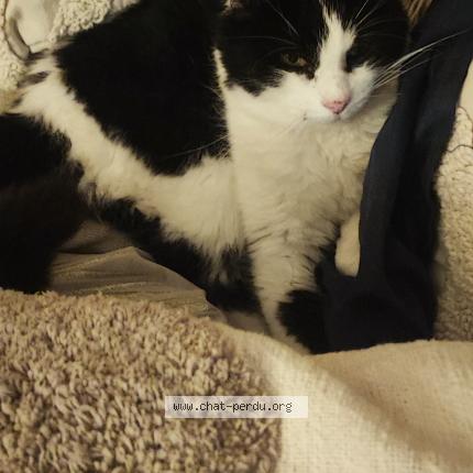 Photo 1/1 Gaka Chat lost in Dax