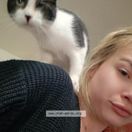 Photo 1/1 Nala Chat lost in Roville devant bayon