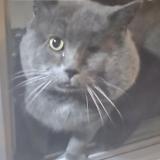 Picture of cat lost at Montmorency