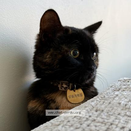 Foto van vermiste kat in Anderlecht