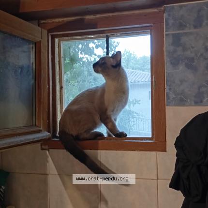 Photo 1/1 Doudou Chat lost in Aix en provence