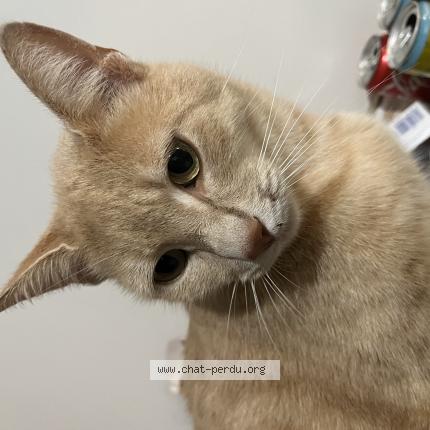 Photo 1/1 Robert Chat lost in Grenade