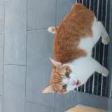 Picture of cat found at Annezin