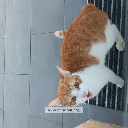 Photo 1/1 Found cat Found in Annezin