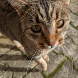 Picture of cat found at Saint Marcel