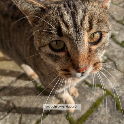 Photo 1/3 Found cat Found in Saint marcel