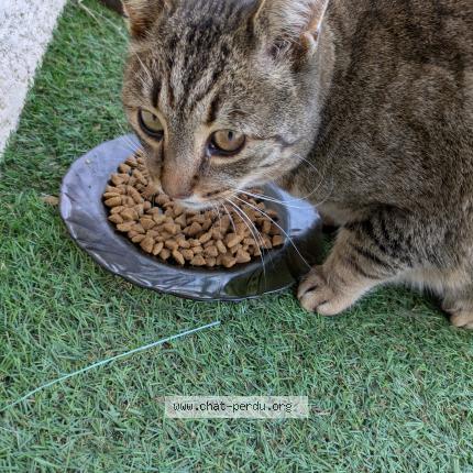 Photo 2/3 Found cat Found in Saint marcel