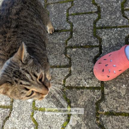 Photo 3/3 Found cat Found in Saint marcel