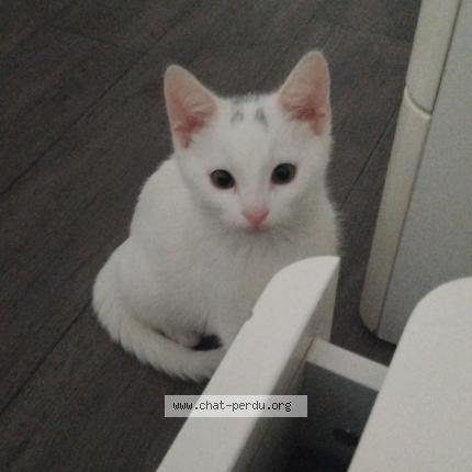 Photo 1/1 Xaomi Chat lost in Persan