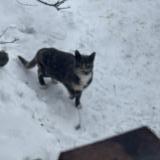 Picture of cat found at Laval Fabreville