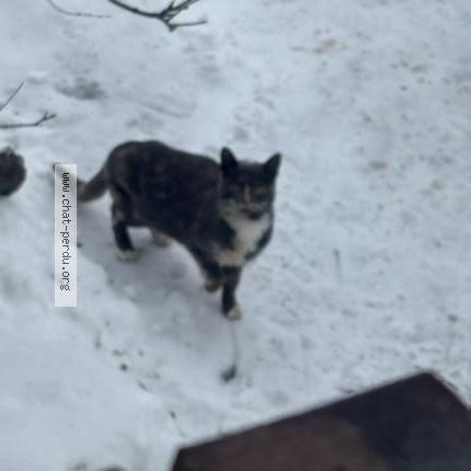 Photo 1/1 Found cat Found in Laval fabreville