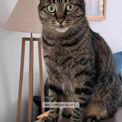 Photo 1/1 Ben Chat lost in Laval