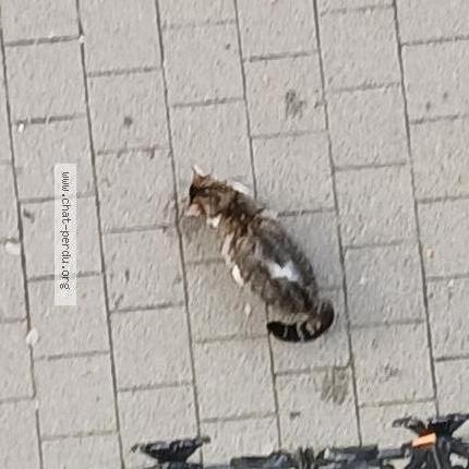 Photo 1/1 Found cat Found in Bruxelles