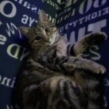 Picture of cat lost at Scoury