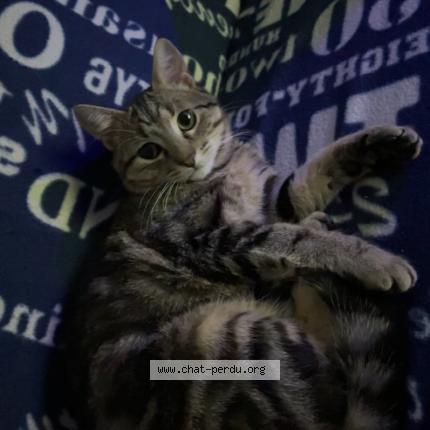 Photo 1/1 Java Chat lost in Scoury