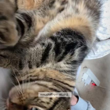 Photo 1/1 Louna Chat lost in Savigny le temple