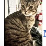 Picture of cat lost at San Diego