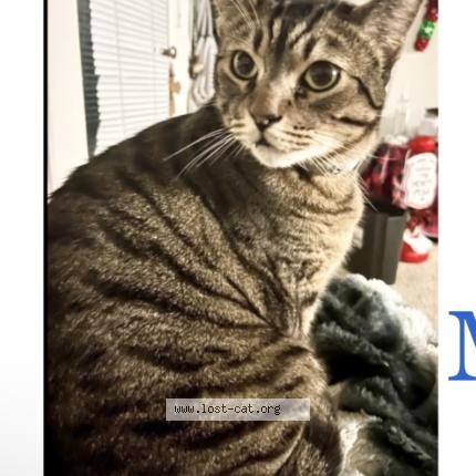 Photo 1/1 Maui Chat lost in San diego