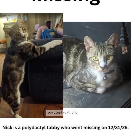 Picture of cat lost at Front Royal