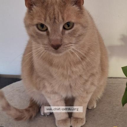 Photo 1/1 TIGRIS Chat lost in Agonac