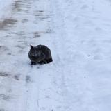 Picture of cat found at Bois Des Filion