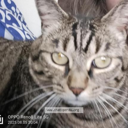 Photo 1/1 Melodie Chat lost in Cinq mars la pile