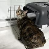 Picture of cat found at Capinghem