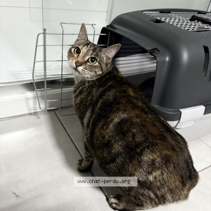 Photo 1/1 Found cat Found in Capinghem