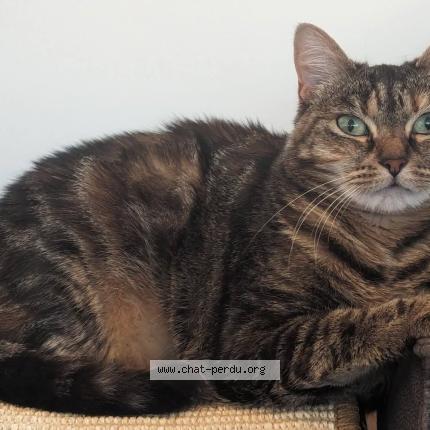 Photo 1/1 Duchesse Chat lost in Nivelles