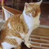 Picture of cat lost at Pommiers