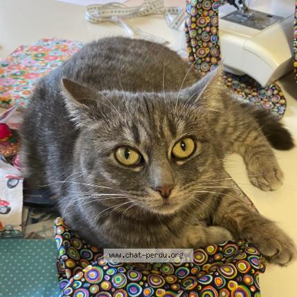 Photo 1/1 Nala Chat lost in Huy