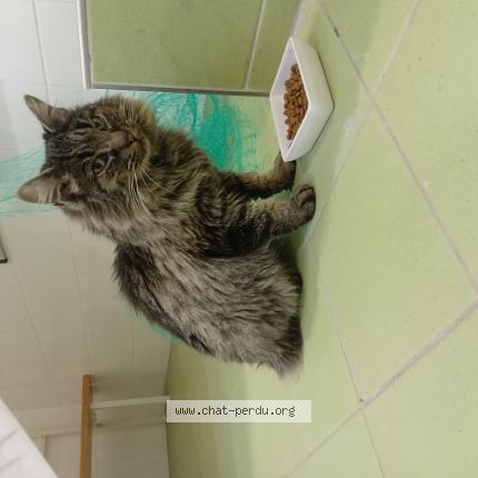 Photo 1/1 Found cat Found in Jouy en josas