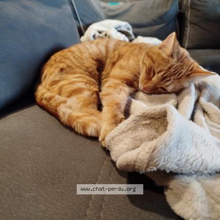 Photo 1/1 ruby Chat lost in Viriat