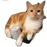 Picture of cat lost at Vesoul