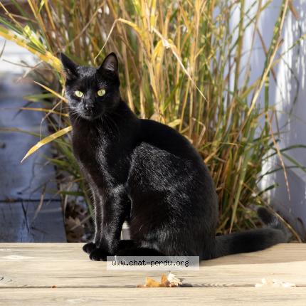 Photo 1/1 Bobby Chat lost in Bruges