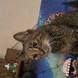 Picture of cat found at Charleroi