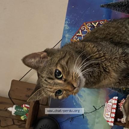 Photo 1/1 Found cat Found in Charleroi