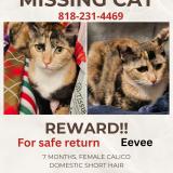 Picture of cat lost at Upland