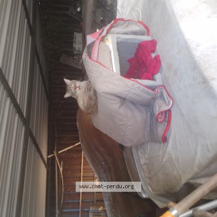 Photo 1/1 Found cat Found in Albi