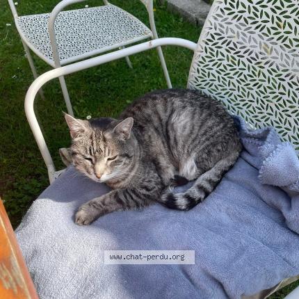 Photo 1/1 Inaya Chat lost in Jard sur mer
