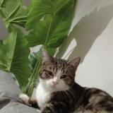 Picture of cat lost at Petite Rosselle