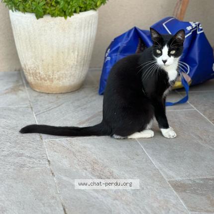 Photo 1/1 Chipper Chat lost in Malvies