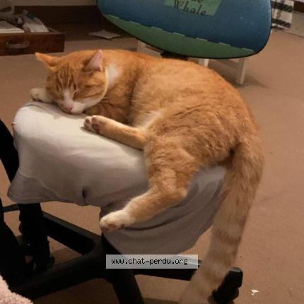 Photo 1/1 Spoon Chat lost in La chapelle thouarault