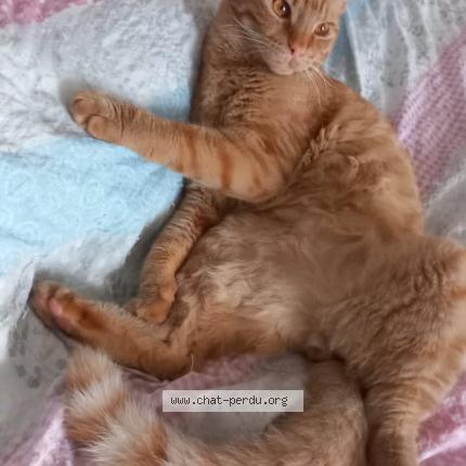 Photo 1/1 Simba Chat lost in La garde