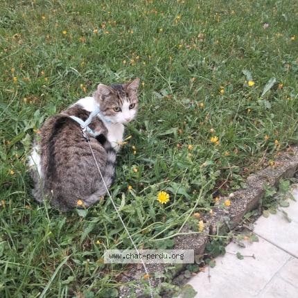 Photo 1/1 Bazo Chat lost in Granville