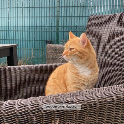 Photo 1/1 Leeroy Chat lost in Montauban