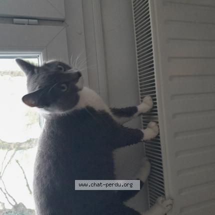 Photo 1/1 Gribouille Chat lost in St martin sur oust