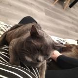 Picture of cat lost at Port Brillet