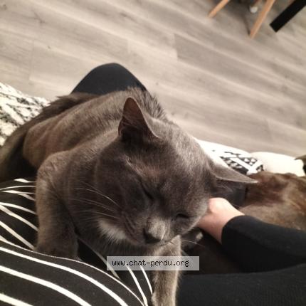 Photo 1/1 Gribouille Chat lost in Port brillet