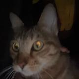 Picture of cat found at Marseille